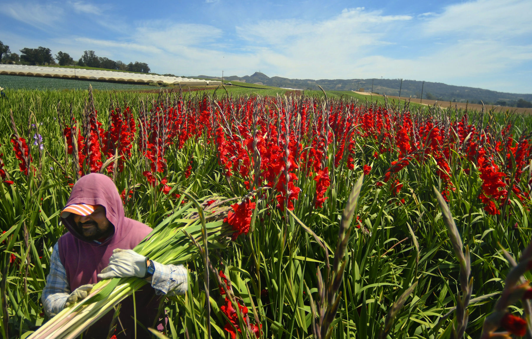 072319 Gladiolas weather 01.jpg